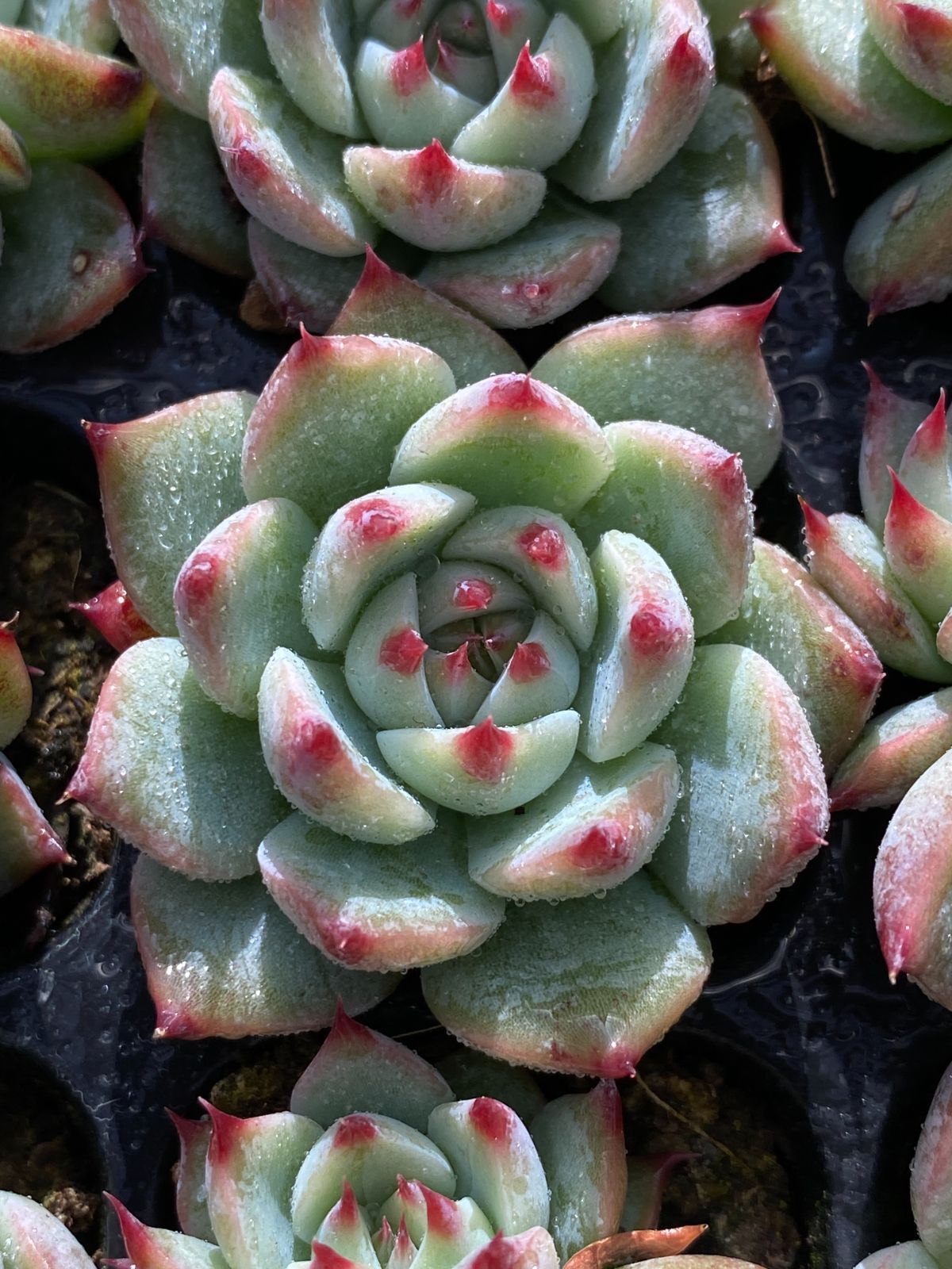 新発売 105苗 チワワ 土と根付き 多肉植物 エケベリア 韓国苗 サボテン