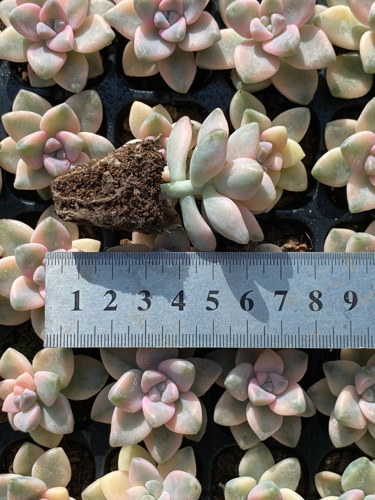 新発売 105苗 ティテュバンス錦 土と根付き 多肉植物 エケベリア 韓国