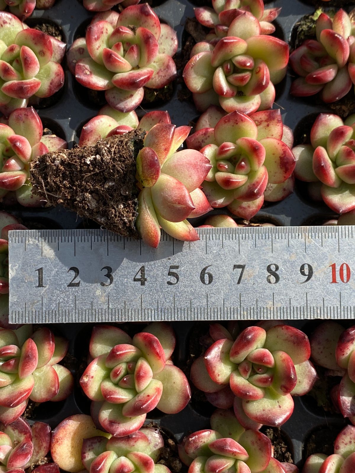 新発売 105苗 TM 土と根付き 多肉植物 エケベリア 韓国苗 サボテン