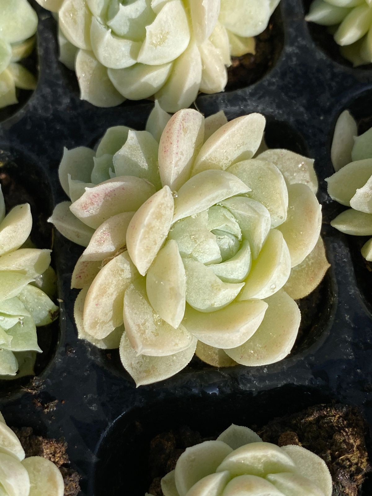 新発売 105苗 白月影 土と根付き 多肉植物 エケベリア 韓国苗 サボテン