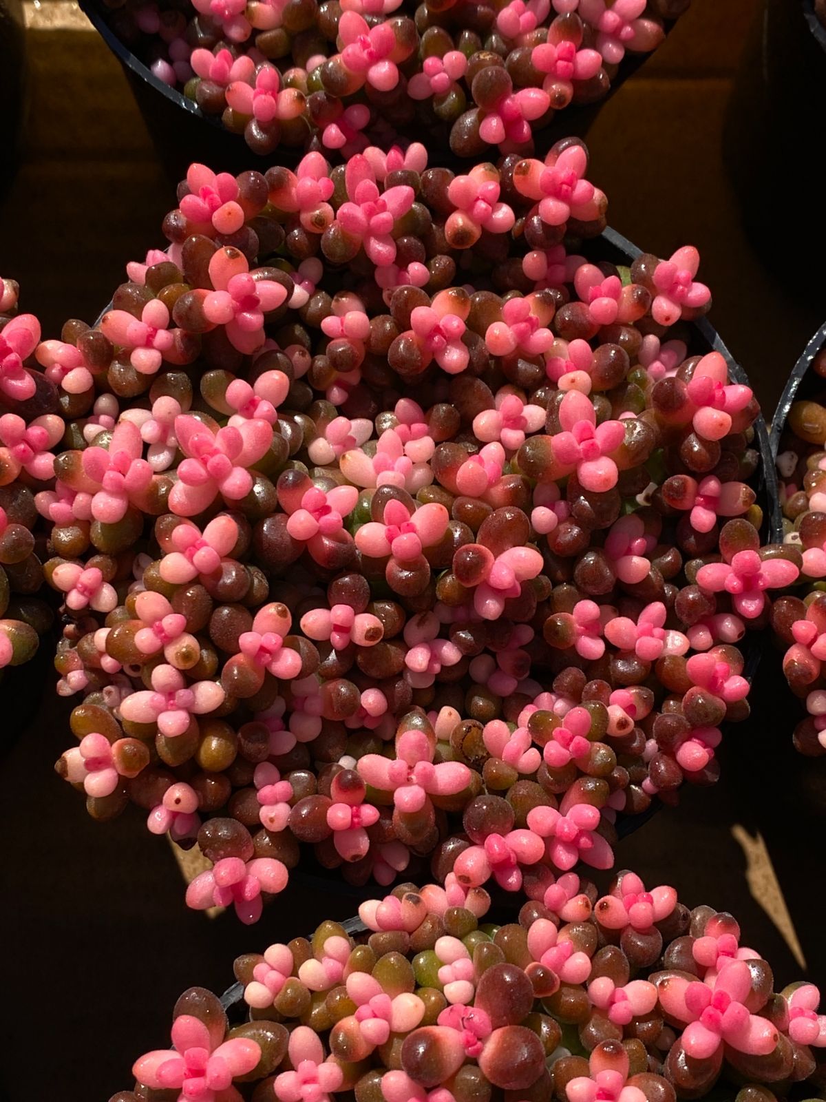 新入荷 サンゴジュ錦 Z2540×15苗 土鉢付き 多肉植物 アエオニウム