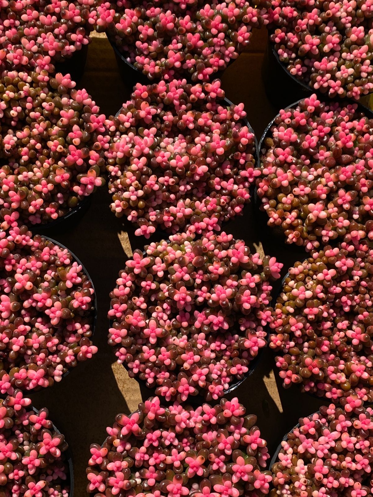 新入荷 サンゴジュ錦 Z2540×15苗 土鉢付き 多肉植物 アエオニウム