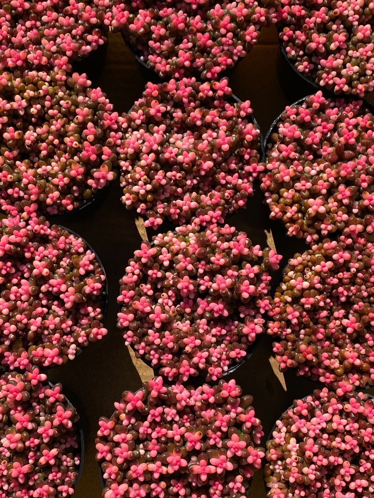 新入荷 サンゴジュ錦 Z2540×15苗 土鉢付き 多肉植物 アエオニウム