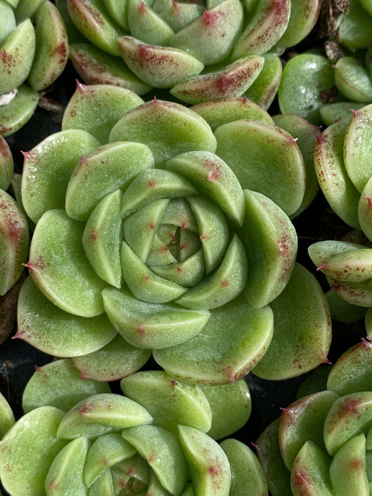新入荷 ジェニーグリーン×105苗 多肉植物 土根付き エケベリア セダム