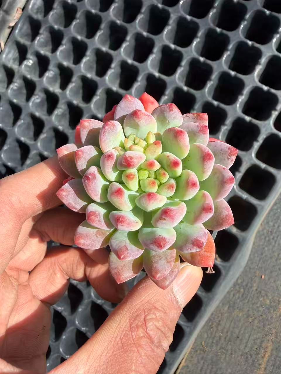 SALEセット♥ブルースモール MT755×54苗 土鉢付き 多肉植物