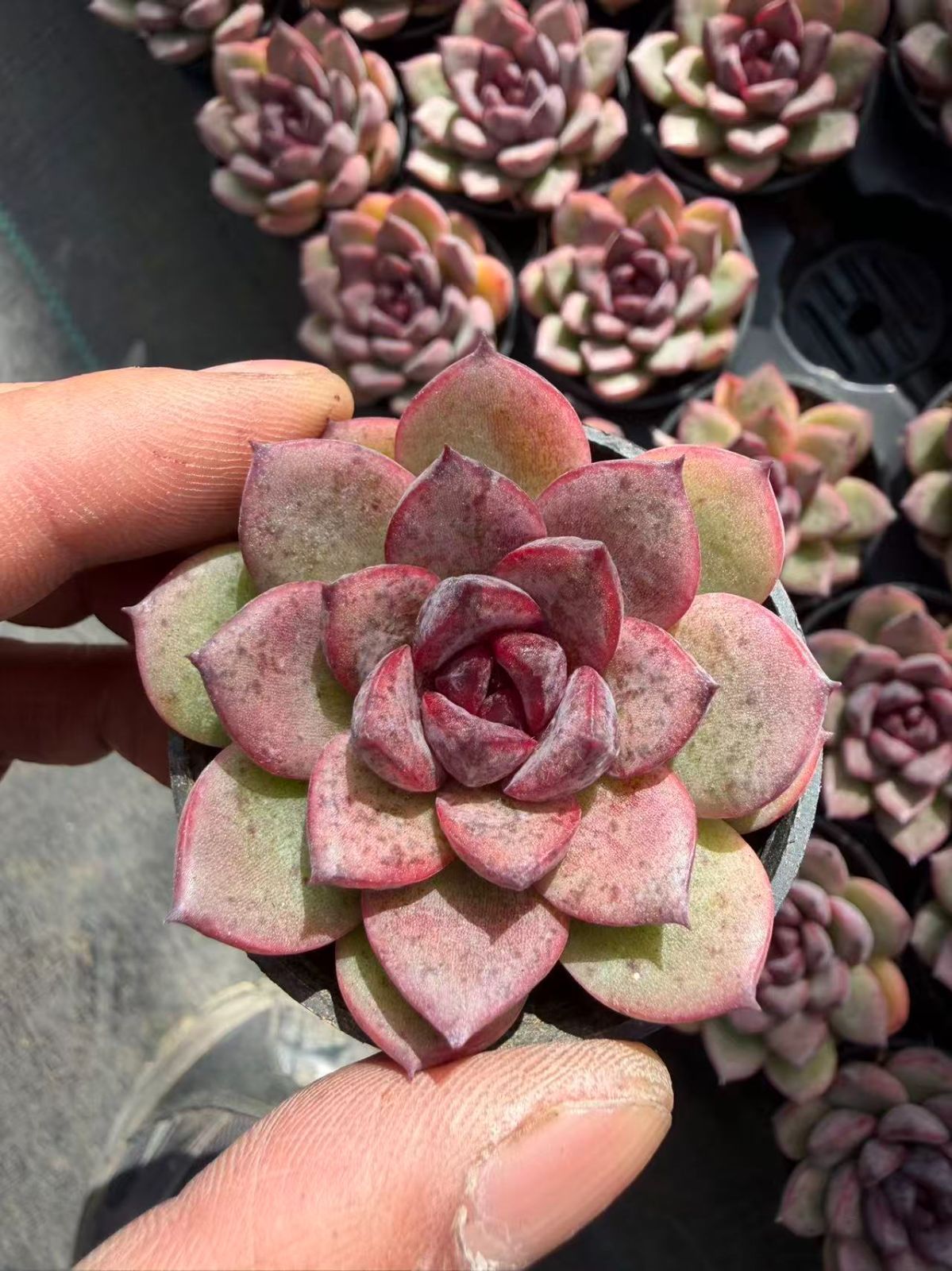 SALEセット♥クロスイショウローズ MT757×54苗 土鉢付き 多肉植物