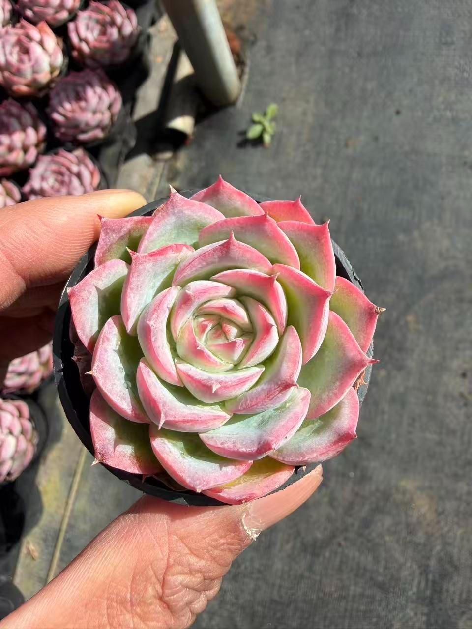 SALEセット♥ ピンクムーンライト MT773×54苗 土鉢付き 多肉植物 SALEセット♥ ピンクムーンライト MT773×54苗 土鉢付き 多肉植物