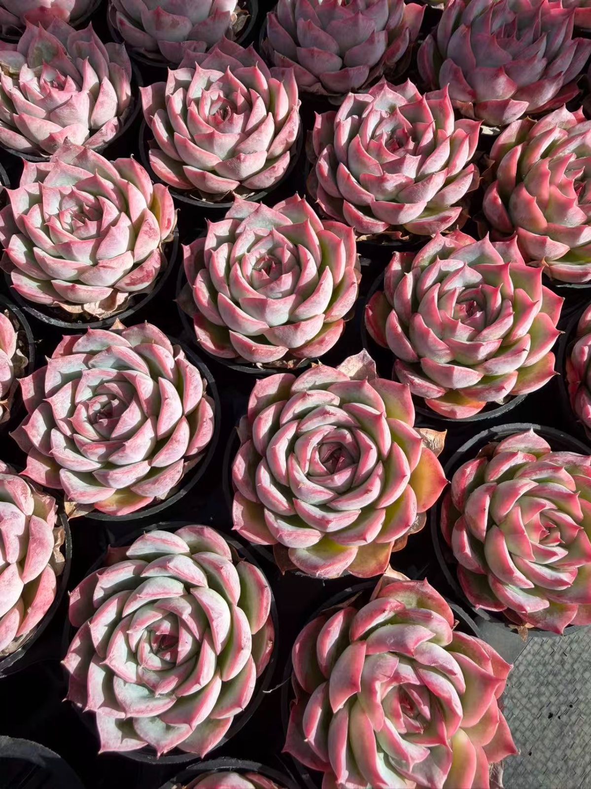 一時中止中☆　多肉植物　エケベリア　ピンクムーンライト　大きめサイズ　カット苗 一時中止中☆ 多肉植物 エケベリア ピンクムーンライト 大きめサイズ