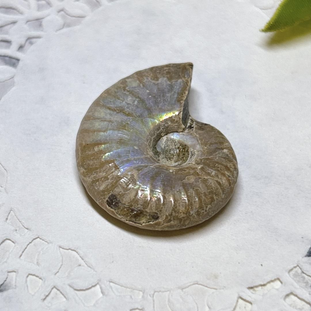 E16861】 レインボーアンモナイト レインボー アンモナイト 虹色 遊色