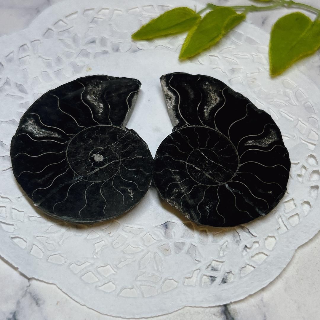 E16869】ブラックアンモナイト アンモナイト 黒い マダガスカル 赤鉄鉱