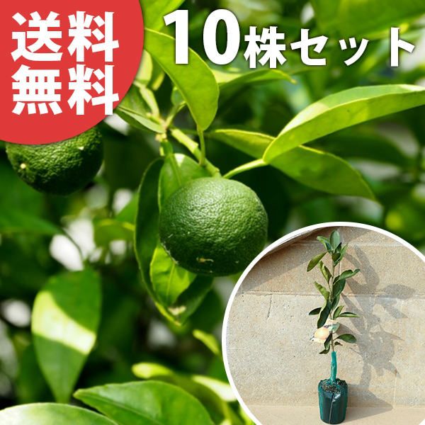 苗/苗木 【10本セット】 柑橘・スダチ 樹高0.4m前後 15cmポット すだち