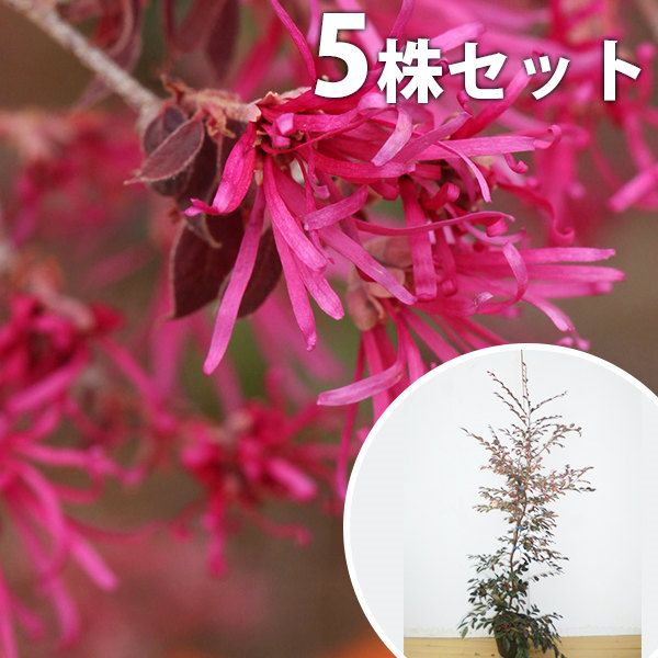 植木 庭木 【5本セット】 トキワマンサク（赤葉赤花） 樹高1.2m前後 18cmポット 常盤満作 ときわまんさく 生垣用 苗木 苗 植木 庭木 生け垣 kb 5本 5