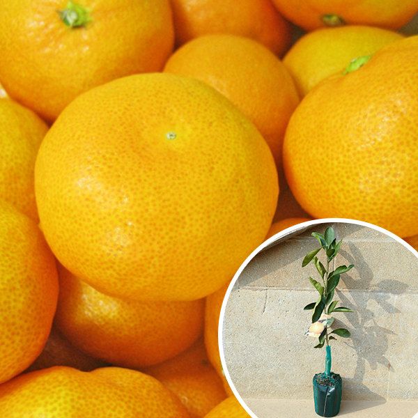 苗/苗木 【15本セット】 温州・田口早生 樹高0.4m前後 15cmポット た