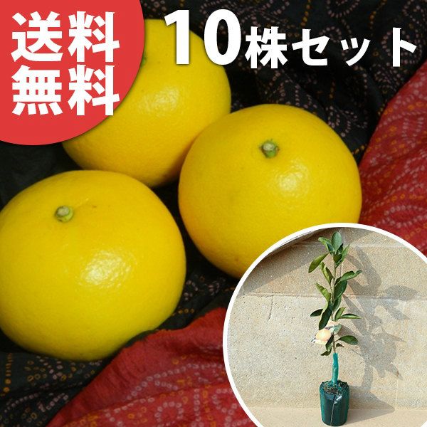 苗/苗木 【15本セット】 文旦・土佐文旦 樹高0.4m前後 15cmポット とさ