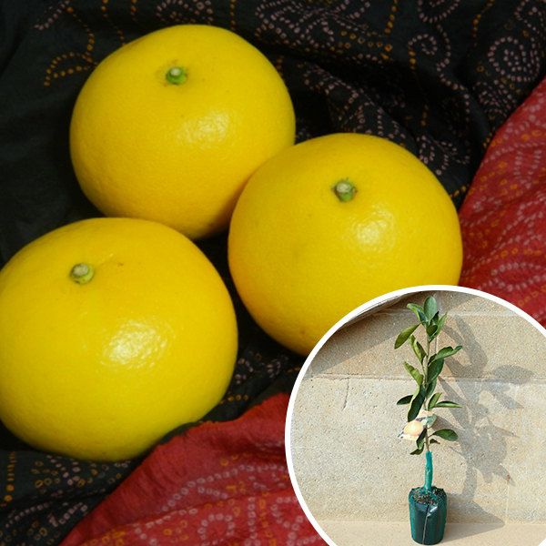 土佐文旦 5年生 苗木 実つき！ 楽天市場】【土佐文旦】5年生接木苗文旦の苗1本で実がなる 鉢植えok