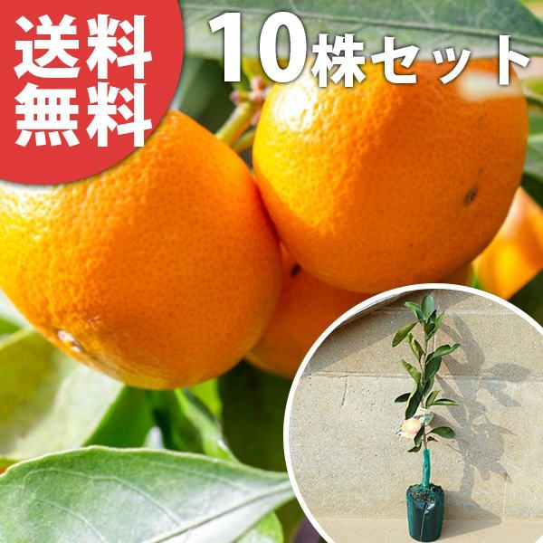 苗/苗木 【10本セット】 温州・石地 樹高0.4m前後 15cmポット いしじ 