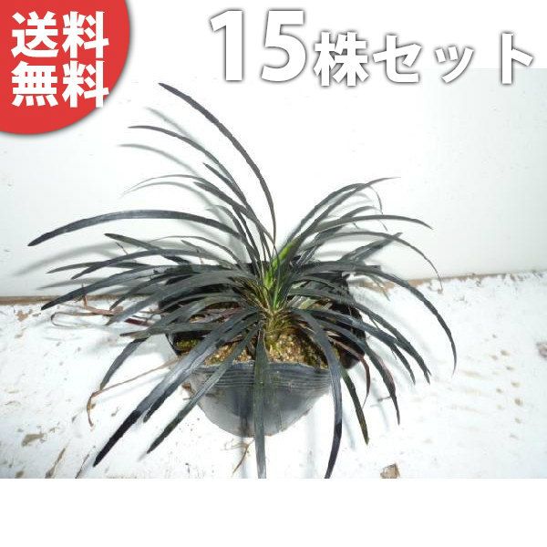 苗/苗木 【15ポットセット】 コクリュウ 9cmポット 黒龍（黒竜） 黒っぽい葉色をしたグランドカバー 苗木 苗 植木 庭木 生け垣 ka 15本 15