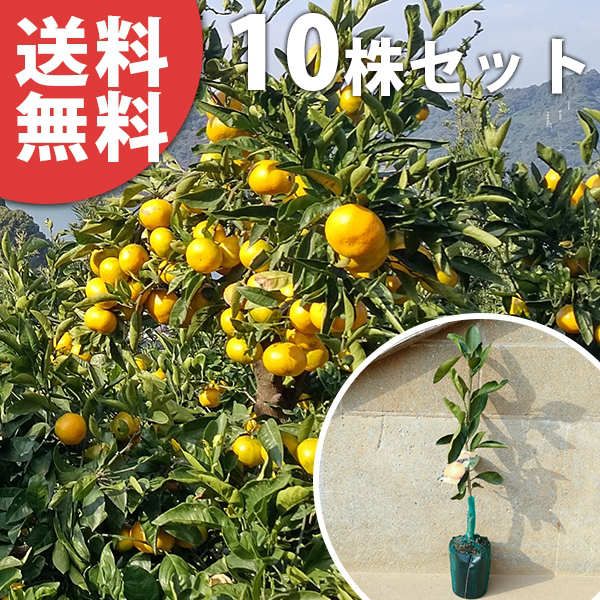 節約 ビンテージ 人形 彫像 イタリア 置物 インテリア 工芸品 美術品 A3307