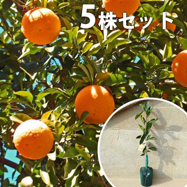 苗/苗木 【5本セット】 柑橘・津之輝 PVP ストア 樹高0.4m前後 15cm