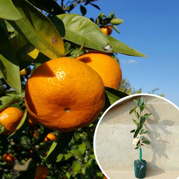 苗 苗木 60本セット 柑橘 麗紅 PVP 樹高0 4 m前後 15 cmポット れいこう レイコウ みかん 接ぎ木 登録品種 みかんの木 1年生 海外持出禁止 素掘りポット苗 果樹苗 果樹 果樹園用 植木 木 kd 60本 60
