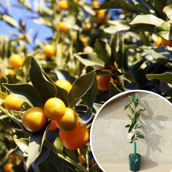 苗/苗木 金柑・寧波金柑 樹高0.4m前後 15cmポット にんぽうきんかん に