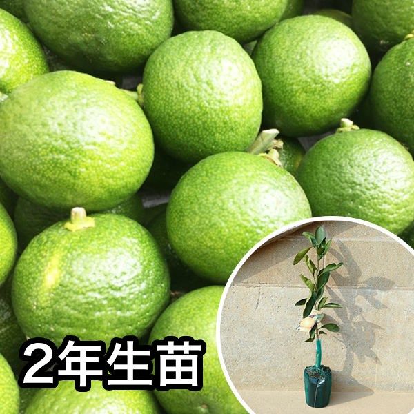 苗 苗木 5本セット 2年生苗 カボス 樹高0 6 m前後 15 cmポット 大苗 2年生 1本で実がなる苗 柑橘 素掘りポット苗 果樹苗 果樹 果樹園用 植木 木 kd 5本 5