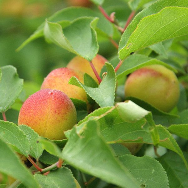 苗 苗木 30本セット 梅 小粒南高 樹高0 6 m前後 15 cmポット こつぶなんこう コツブナンコウ うめ 接ぎ木 1年生 素掘りポット苗 果樹苗 果樹 果樹園用 植木 木 kd 30本 30