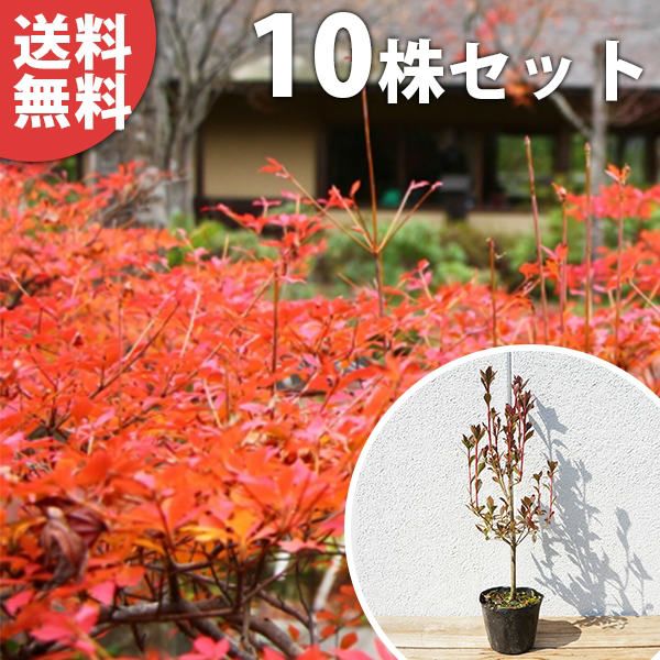 苗 苗木 10本セット ドウダンツツジ 樹高0 3 m前後 10 5 cmポット どうだんつつじ ポット苗生垣用 植木 庭木 生け垣 kb 10本