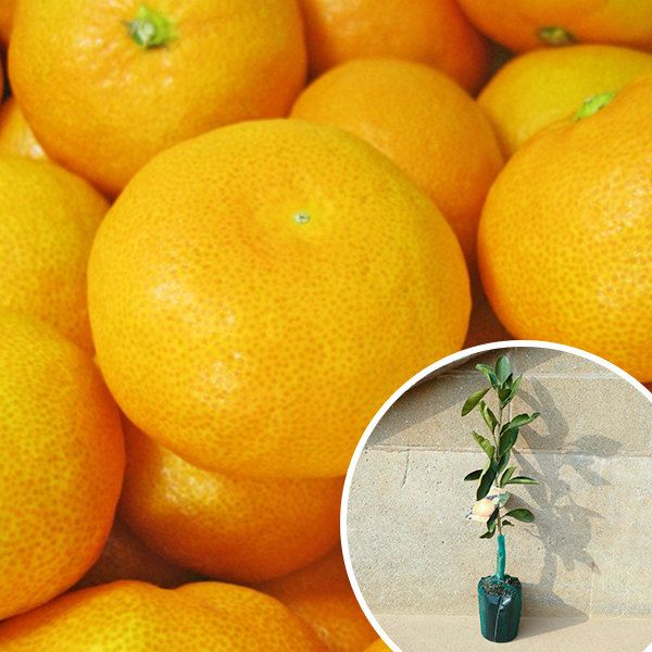 苗 苗木 60本セット みかん 宮川早生 樹高0 4 m前後 15 cmポット みやがわ ミヤガワ 1年生 1本で実がなる みかんの木 温州みかん 温州 早生 接ぎ木 柑橘 素掘りポット苗 果樹苗 果樹 果樹園用 植木 木 kd 60本 60