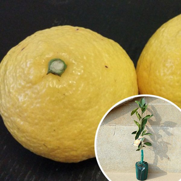 苗 苗木 100本セット 柑橘 はるか 樹高0.4 m前後 15 cmポット ハルカ みかん 接ぎ木 みかんの木 1年生 素掘りポット苗 果樹苗 果樹 果樹園用 植木 木 kd 100本 100