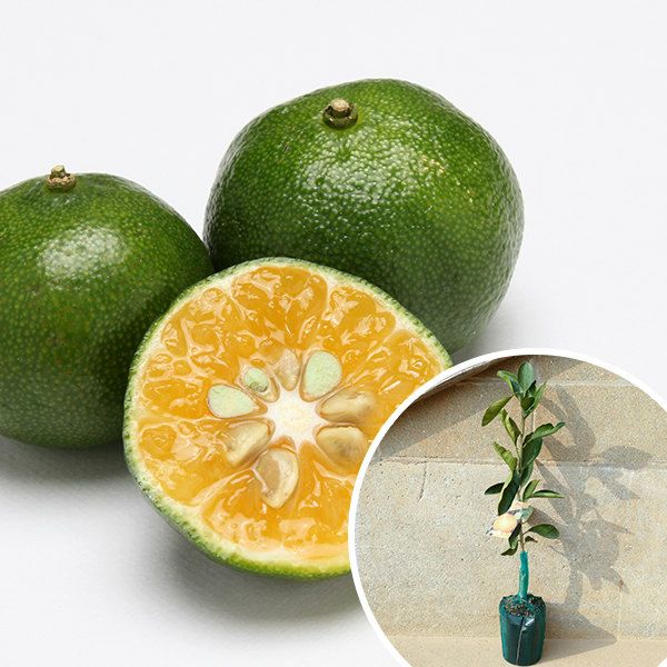 苗 苗木 30本セット 裸苗 シークワーサー 樹高0 4 m前後 12裸苗 冬季 予約商品 接ぎ木 1年生 寒期は霜よけなど対策を 果樹苗 果樹 果樹園用 植木 木 kd 30本 30