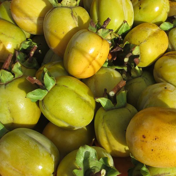 苗 苗木 20本セット 裸苗 かき 西条 樹高0.6 m前後 15裸苗 冬季 予約商品 さいじょう サイジョウ 柿 渋柿 接ぎ木 1年生 果樹苗 果樹 果樹園用 植木 木 ke 20本 20