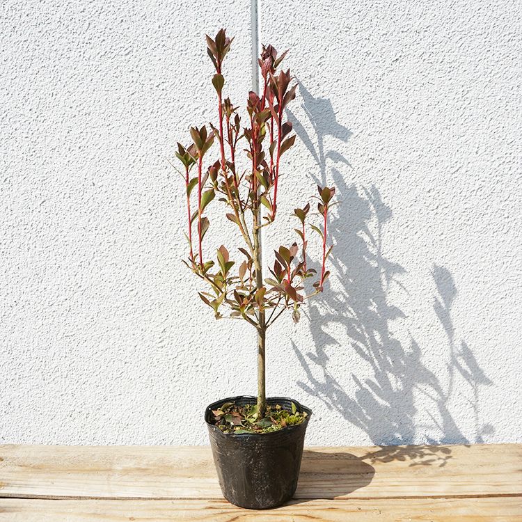 ポット苗生垣用 植木