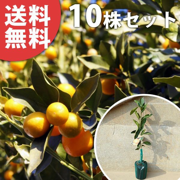 苗 苗木 10本セット 金柑 寧波金柑 樹高0 4 m前後 15 cmポット にんぽうきんかん にんぽう ニンポウキンカン ニンポウ 柑橘 接ぎ木 1年生 素掘りポット苗 果樹苗 果樹 果樹園用 植木 木 kd 10本 10