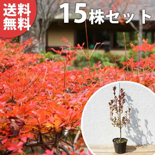 苗|苗木 15本セット ドウダンツツジ 樹高0.3 m前後 10.5 cmポット 苗 どうだんつつじ ポット苗生垣用 苗木 植木 庭木 生け垣 kb 15本 15