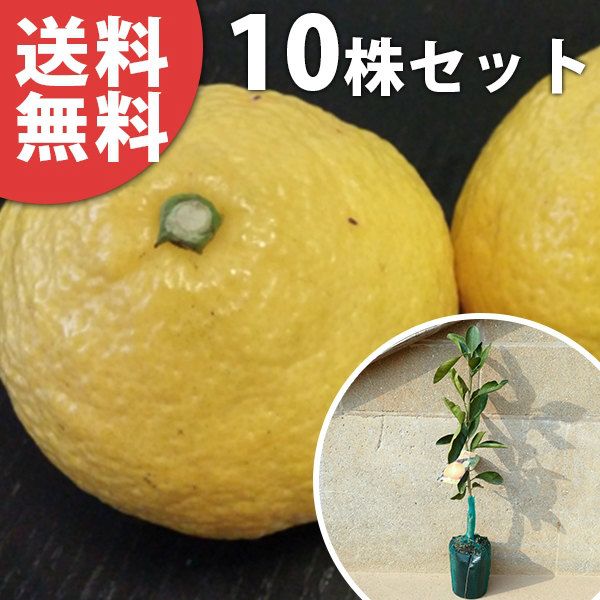 苗 苗木 10本セット 柑橘 はるか 樹高0 4 m前後 15 cmポット ハルカ みかん 接ぎ木 みかんの木 1年生 素掘りポット苗 果樹苗 果樹 果樹園用 植木 木 kd 10本 10