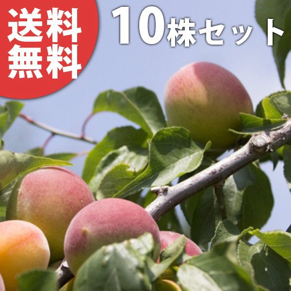 苗|苗木 10本セット 梅 露茜 PVP 樹高0.6 m前後 15 cmポット つゆあかね ツユアカネ うめ 接ぎ木 登録品種 苗木 1年生 苗 海外持出禁止 素掘りポット苗 果樹苗 果樹 果樹園用 植木 木 kd 10本 10