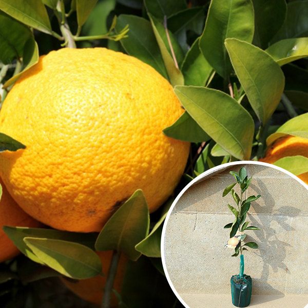 苗|苗木 50本セット 裸苗 八朔 八朔55号 樹高0.4 m前後 12裸苗 冬季 予約商品 はっさく ハッサク みかん 柑橘 接ぎ木 苗木 1年生 苗 寒期は霜よけなど対策を 果樹苗 果樹 果樹園用 植木 木 kd 50本 50