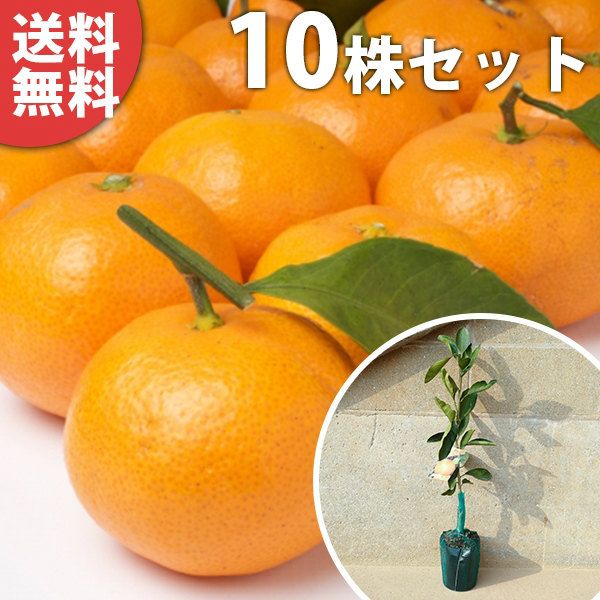 苗 苗木 10本セット みかん 青島温州 樹高0.4 m前後 15 cmポット おおしま オオシマ 1年生 1本で実がなる みかんの木 温州みかん 温州 晩生 接ぎ木 柑橘 素掘りポット苗 果樹苗 果樹 果樹園用 植木 木 kd 10本 10