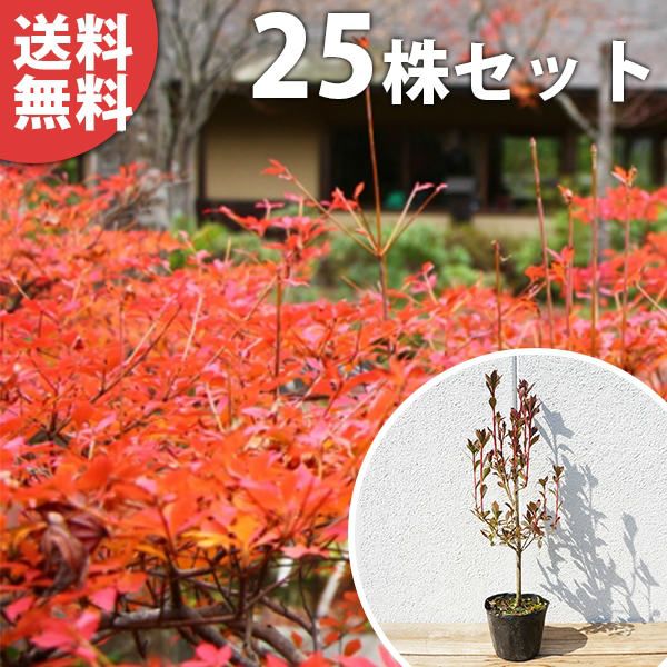 苗 苗木 25本セット ドウダンツツジ 樹高0 3 m前後 10 5 cmポット どうだんつつじ ポット苗生垣用 植木 庭木 生け垣 kb 25本 25