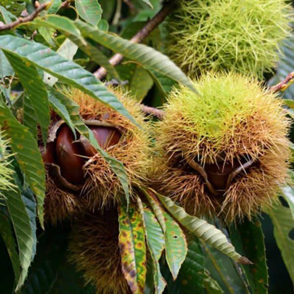 苗 苗木 20本セット 裸苗 栗 銀寄 樹高0.6 m前後 15裸苗 冬季 予約商品 ぎんよせ ギンヨセ くり 接ぎ木 1年生 果樹苗 果樹 果樹園用 植木 木 ke 20本 20