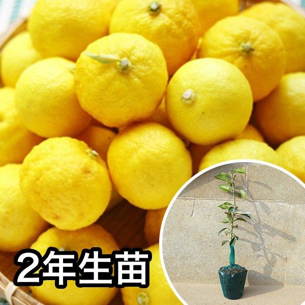 苗|苗木 5本セット 2年生苗 花柚子 樹高0.6 m前後 15 cmポット 大苗 2年生 苗木 1本で実がなる苗 苗 柑橘 素掘りポット苗 果樹苗 果樹 果樹園用 植木 木 kd 5本 5