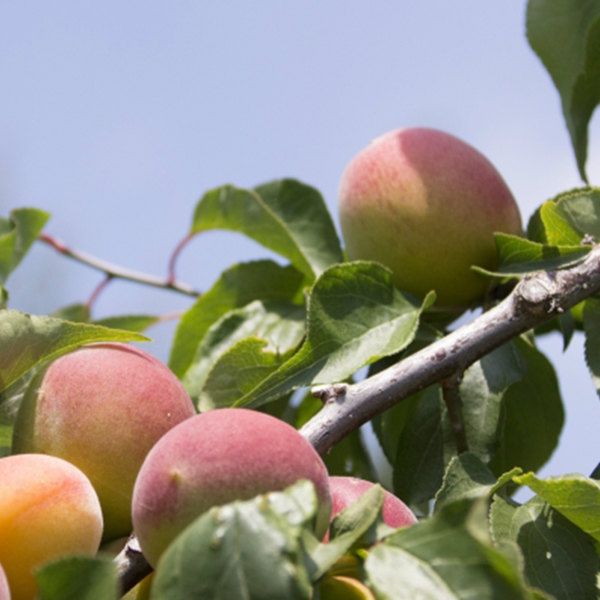 苗 苗木 20本セット 梅 露茜 PVP 樹高0 6 m前後 15 cmポット つゆあかね ツユアカネ うめ 接ぎ木 登録品種 1年生 海外持出禁止 素掘りポット苗 果樹苗 果樹 果樹園用 植木 木 kd 20本 20