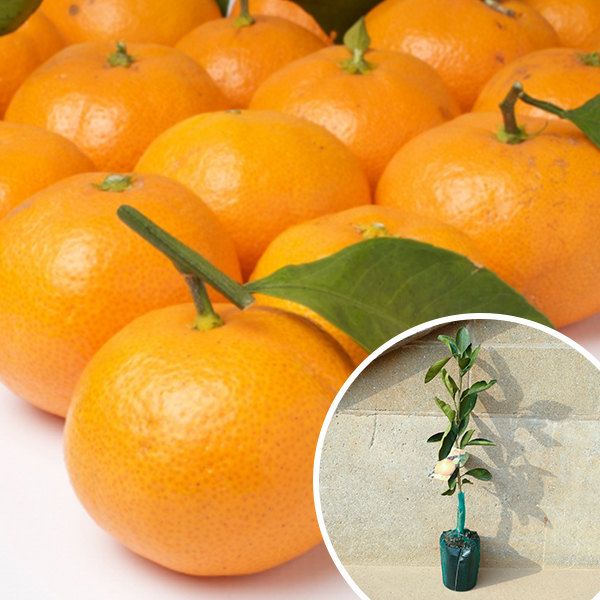 苗 苗木 15本セット みかん 青島温州 樹高0.4 m前後 15 cmポット おおしま オオシマ 1年生 1本で実がなる みかんの木 温州みかん 温州 晩生 接ぎ木 柑橘 素掘りポット苗 果樹苗 果樹 果樹園用 植木 木 kd 15本