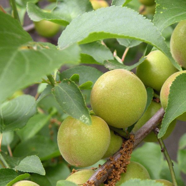 苗 苗木 10本セット 裸苗 梅 竜峡小梅 樹高0.6 m前後 15裸苗 冬季 予約商品 りゅうきょうこうめ リュウキョウコウメ うめ 接ぎ木 1年生 果樹苗 果樹 果樹園用 植木 木 ke 10本 10