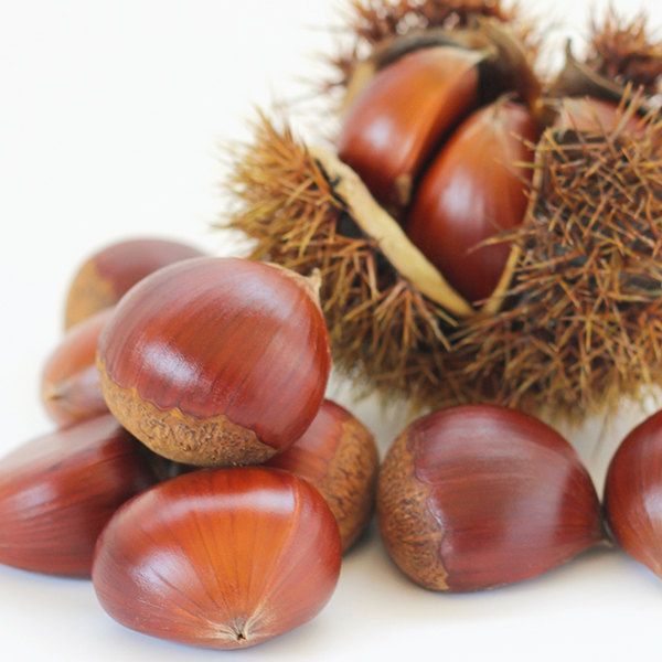 苗 苗木 10本セット 裸苗 栗 ぽろたん PVP 樹高0.6 m前後 15裸苗 冬季 予約商品 ポロタン 接ぎ木 登録品種 海外持出禁止 1年生 果樹苗 果樹 果樹園用 植木 木 ke 10本 10