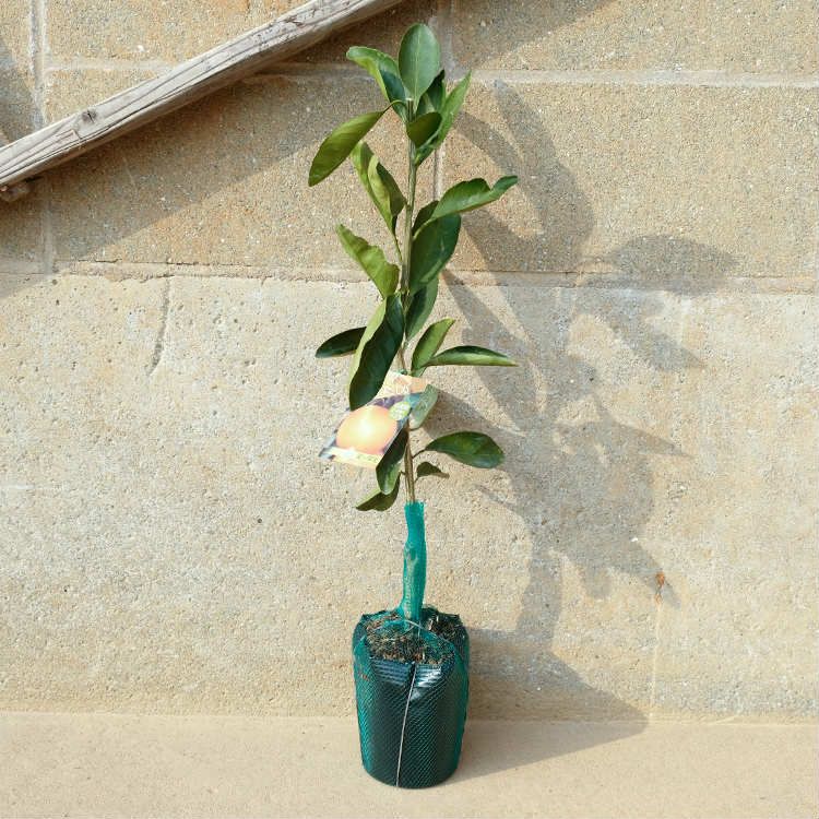 苗 苗木 100本セット 裸苗 甘夏 樹高0 4 m前後 12裸苗 冬季 予約商品 あまなつ アマナツ みかん 柑橘 接ぎ木 1年生 寒期は霜よけなど対策を 果樹苗 果樹 果樹園用 植木 木 kd 100本 100