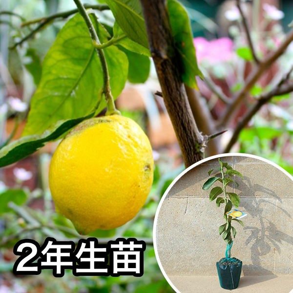 苗|苗木 5本セット 2年生苗 レモン 璃の香 PVP 樹高0.6 m前後 15 cmポット 大苗 2年生 苗木 1本で実がなる苗 苗 柑橘 素掘りポット苗 果樹苗 果樹 果樹園用 植木 木 kd 5本 5