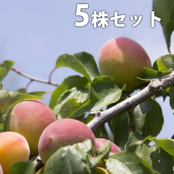 苗 苗木 5本セット 梅 露茜 PVP 樹高0 6 m前後 15 cmポット つゆあかね ツユアカネ うめ 接ぎ木 登録品種 1年生 海外持出禁止 素掘りポット苗 果樹苗 果樹 果樹園用 植木 木 kd 5本 5