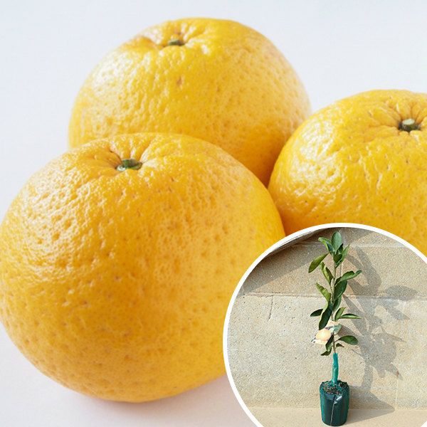 苗 苗木 10本セット 裸苗 甘夏 樹高0.4 m前後 12裸苗 冬季 予約商品 あまなつ アマナツ みかん 柑橘 接ぎ木 1年生 寒期は霜よけなど対策を 果樹苗 果樹 果樹園用 植木 木 kd 10本 10